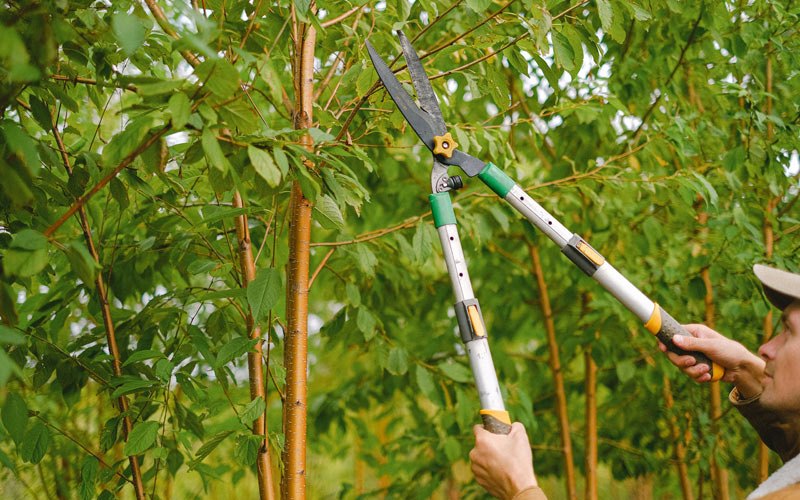 Tree trimming in Collbran, CO